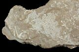 Ordovician Bryozoans (Chasmatopora) Plate - Estonia #98029-1